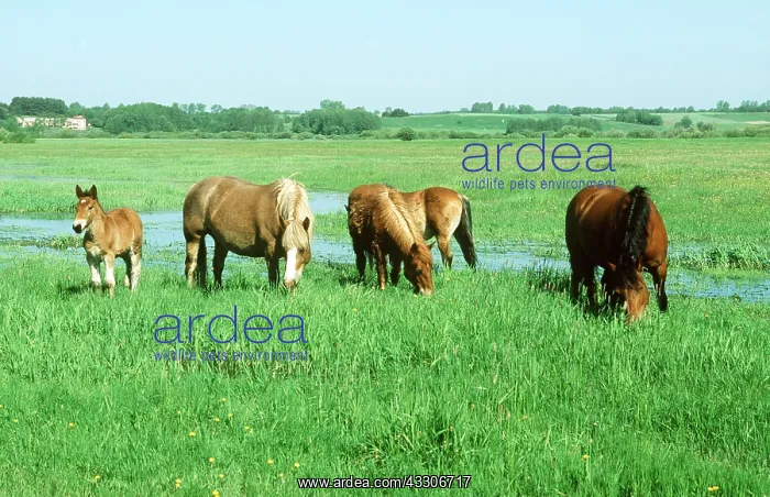 : SOKOLSKIE HORSES - Feeding on flood plain : SOKOLSKIE HORSES - Feeding on flood plain
