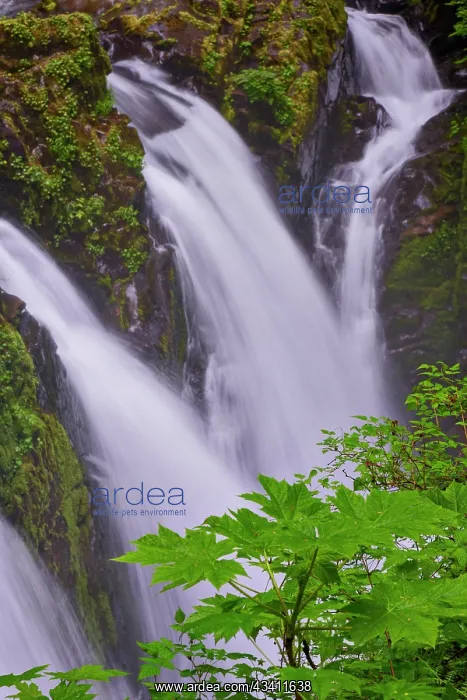 : Sol Duc River and Falls, Olympic National Park : Sol Duc River and Falls, Olympic National Park