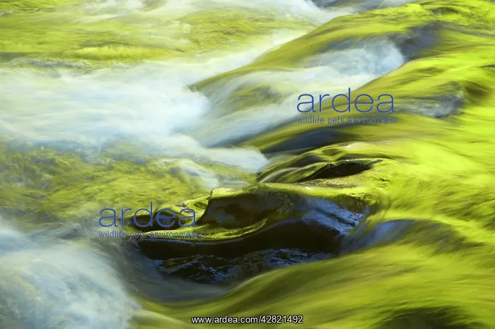 : Sol Duc River with surrounding forest reflecting in water : Sol Duc River with surrounding forest reflecting in water