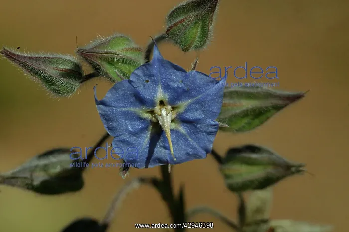 : Solanum (Solanum sp). Ellery Creek Big Hole, West MacDonnell National Park : Solanum (Solanum sp). Ellery Creek Big Hole, West MacDonnell National Park