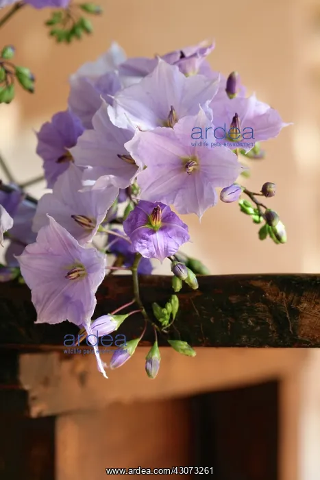 : Solanum : Solanum