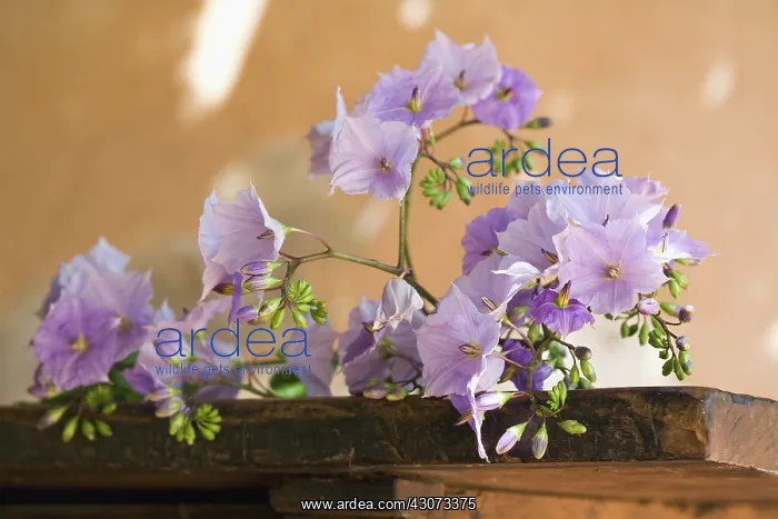 : Solanum : Solanum
