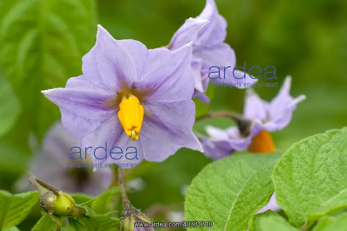 : Solanum Blue Bell in bloom in a garden Solanum : Solanum Blue Bell in bloom in a garden Solanum