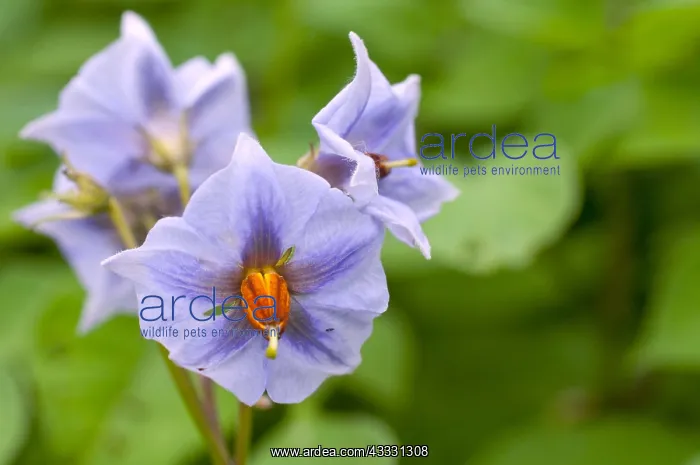 : Solanum Glasnevin in bloom in a garden Solanum : Solanum Glasnevin in bloom in a garden Solanum