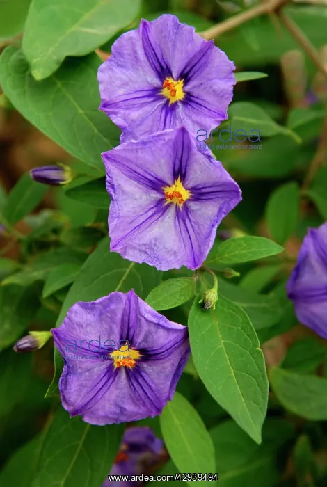 : Solanum lidii - photographed in the wild on south : Solanum lidii - photographed in the wild on south