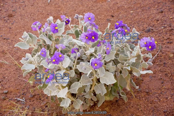 : Solanum oldfieldii - on roadside : Solanum oldfieldii - on roadside