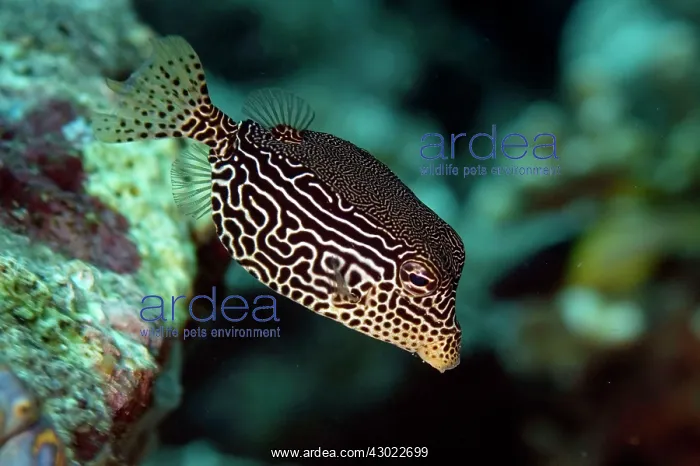  : Solar Boxfish with ornate markings