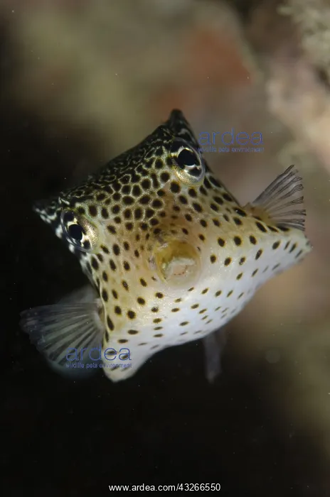 : Solar Boxfish - with ornate pattern - Dili Rock : Solar Boxfish - with ornate pattern - Dili Rock