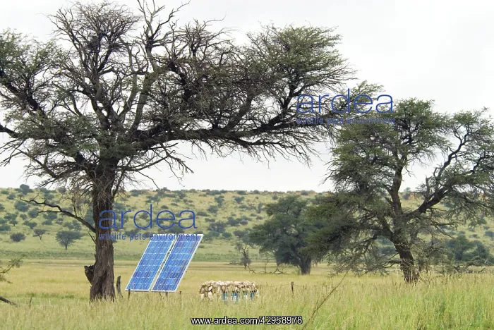 : Solar panel for powering water pump at waterhole : Solar panel for powering water pump at waterhole