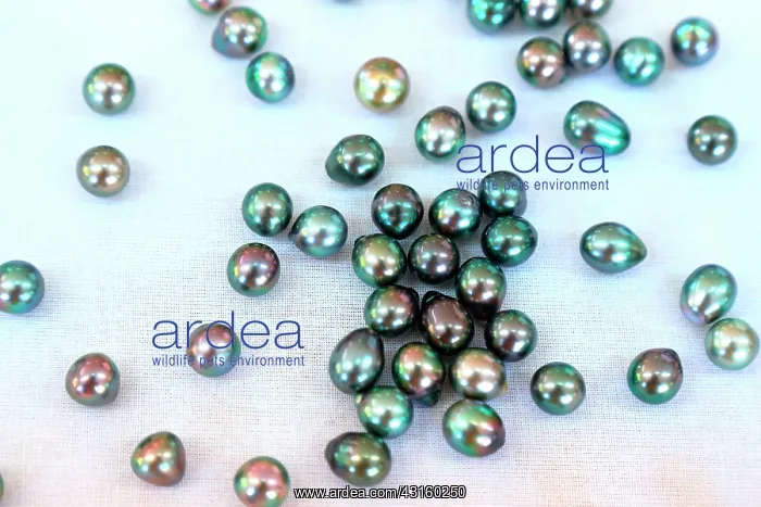 : sold in retail. The beads called Tahitian black : sold in retail. The beads called Tahitian black