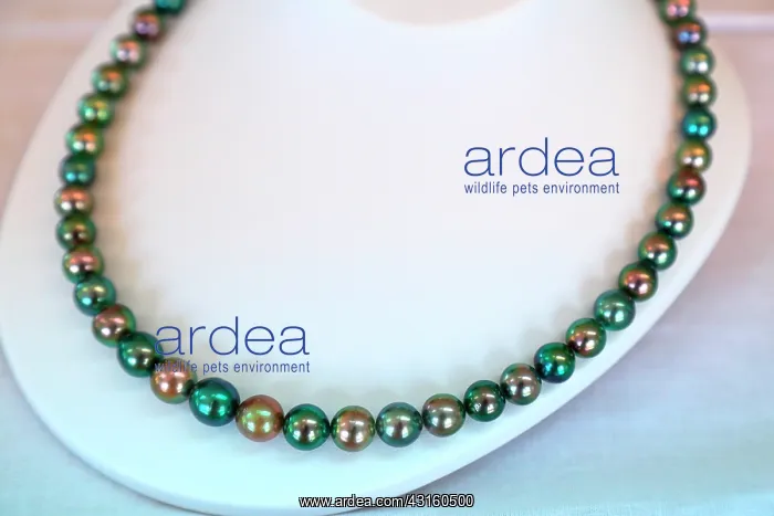 : sold in retail. The beads called Tahitian black : sold in retail. The beads called Tahitian black