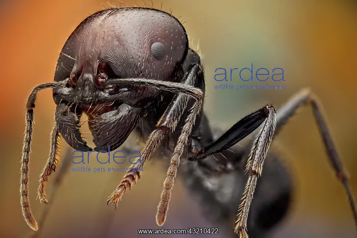: Soldier ants are easily identified because of th : Soldier ants are easily identified because of th