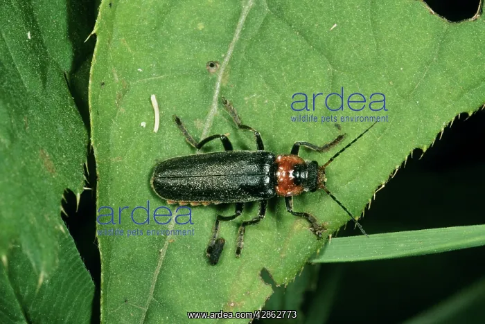  : Soldier Beetle