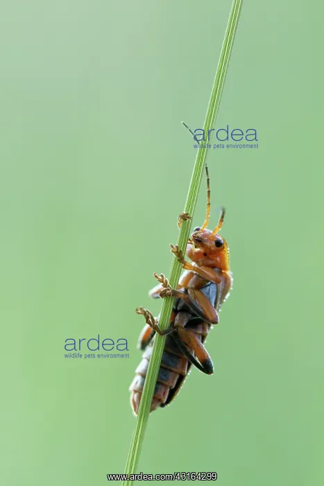 : Soldier Beetle : Soldier Beetle