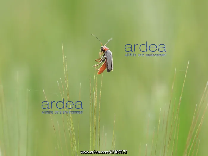 : Soldier Beetle : Soldier Beetle