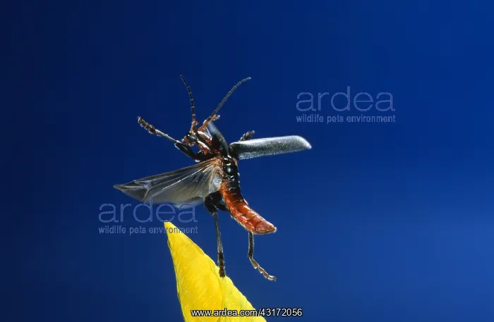 : Soldier Beetle : Soldier Beetle