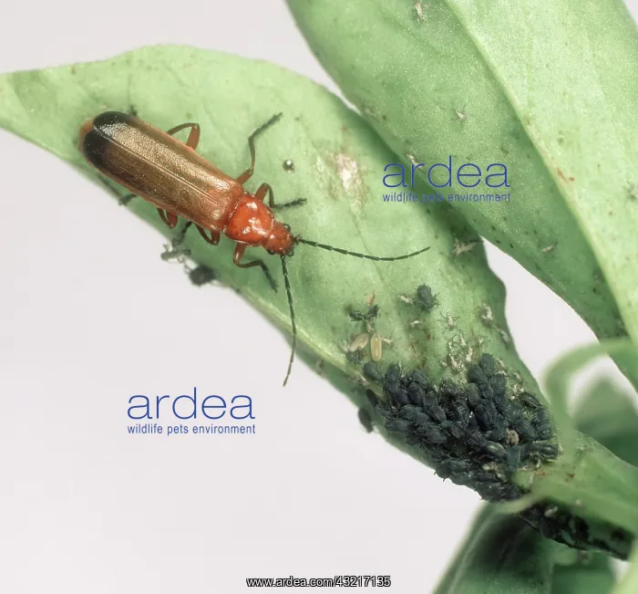 : Soldier beetle with Aphids : Soldier beetle with Aphids