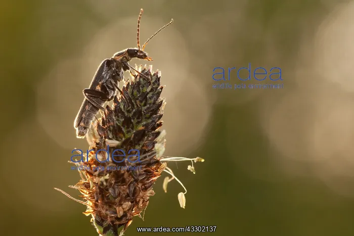 : Soldier beetle (Cantharis pellucicla) in the sp : Soldier beetle (Cantharis pellucicla) in the sp