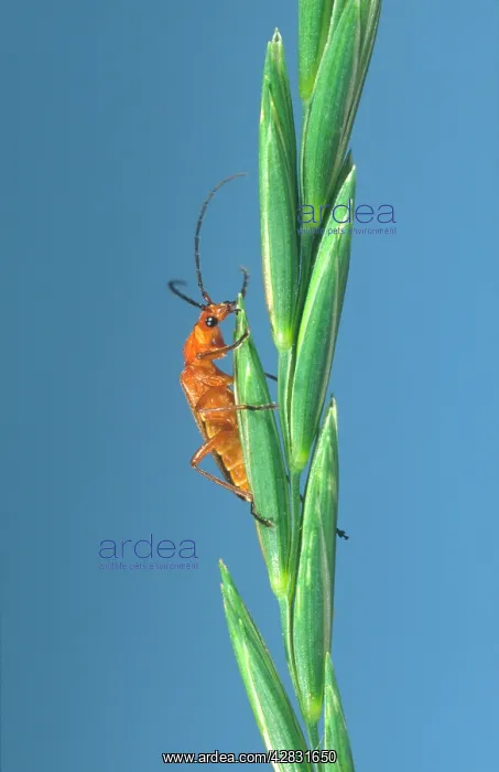 : Soldier Beetle - On Grass Seeds : Soldier Beetle - On Grass Seeds