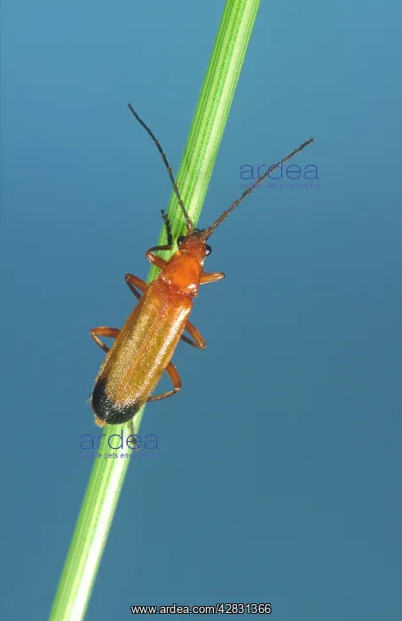 : Soldier Beetle - On Grass Stem : Soldier Beetle - On Grass Stem