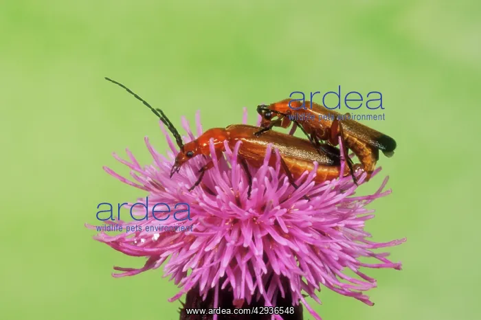 : Soldier Beetle - Mating pair on thistle : Soldier Beetle - Mating pair on thistle