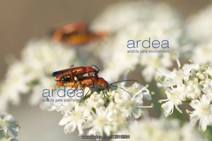 : Soldier Beetles : Soldier Beetles