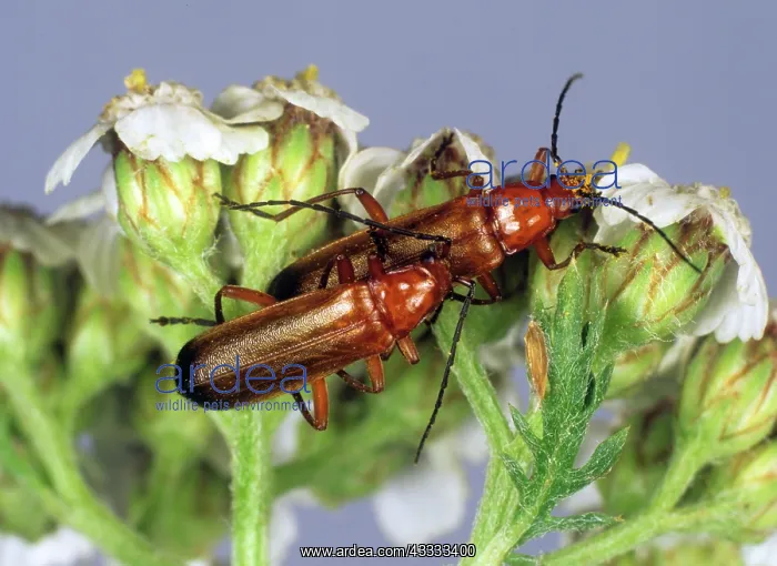 : Soldier Beetles Mating : Soldier Beetles Mating