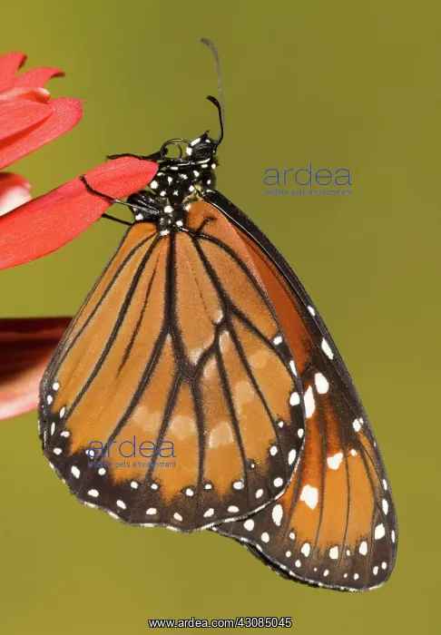 : Soldier Butterfly (Danaus eresimus) : Soldier Butterfly (Danaus eresimus)