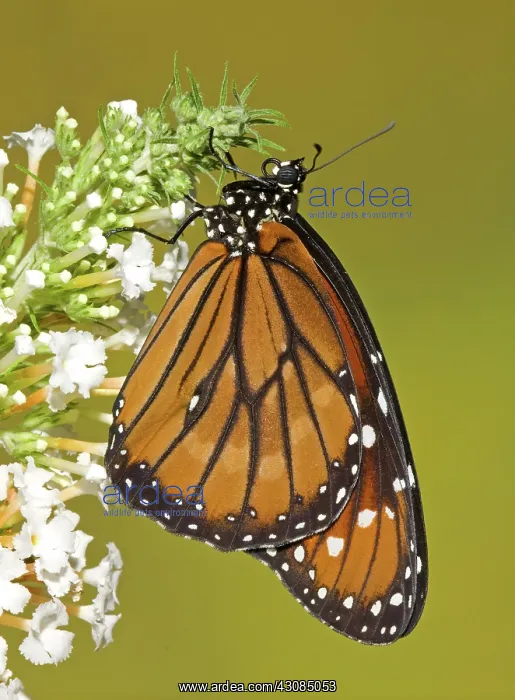 : Soldier Butterfly (Danaus eresimus) : Soldier Butterfly (Danaus eresimus)