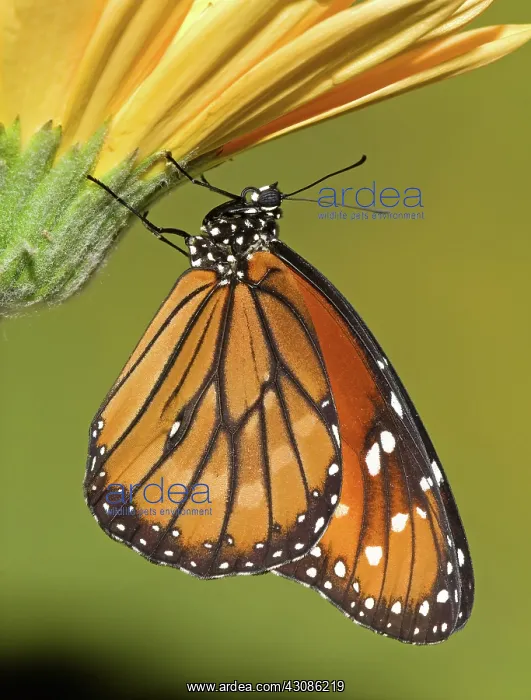 : Soldier Butterfly (Danaus eresimus) : Soldier Butterfly (Danaus eresimus)