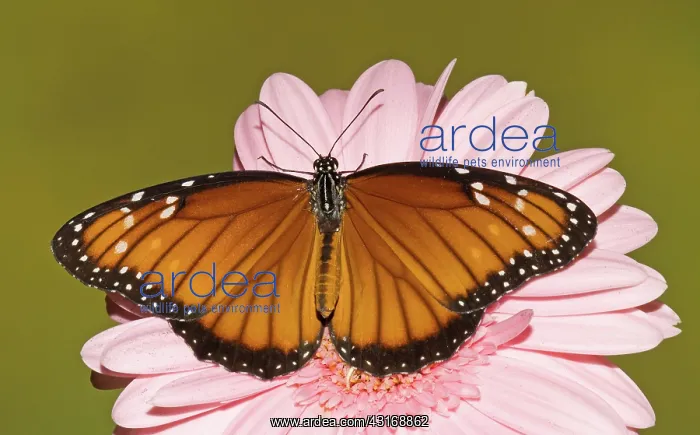 : Soldier Butterfly (Danaus eresimus) : Soldier Butterfly (Danaus eresimus)