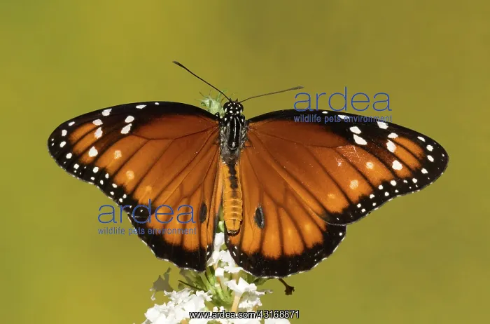 : Soldier Butterfly (Danaus eresimus) : Soldier Butterfly (Danaus eresimus)