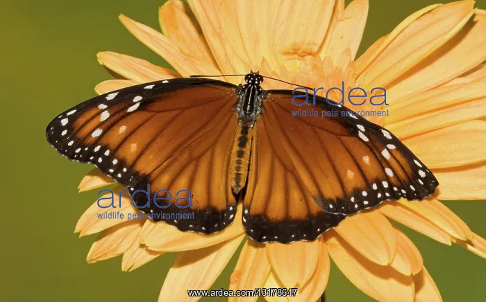 : Soldier Butterfly (Danaus eresimus) : Soldier Butterfly (Danaus eresimus)