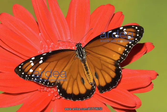 : Soldier Butterfly (Danaus eresimus) : Soldier Butterfly (Danaus eresimus)