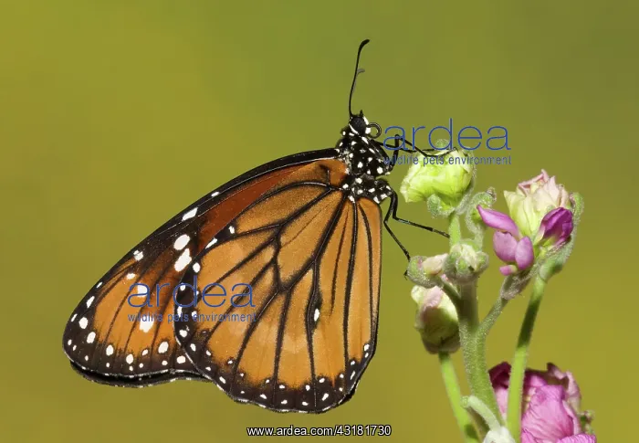 : Soldier Butterfly (Danaus eresimus) : Soldier Butterfly (Danaus eresimus)