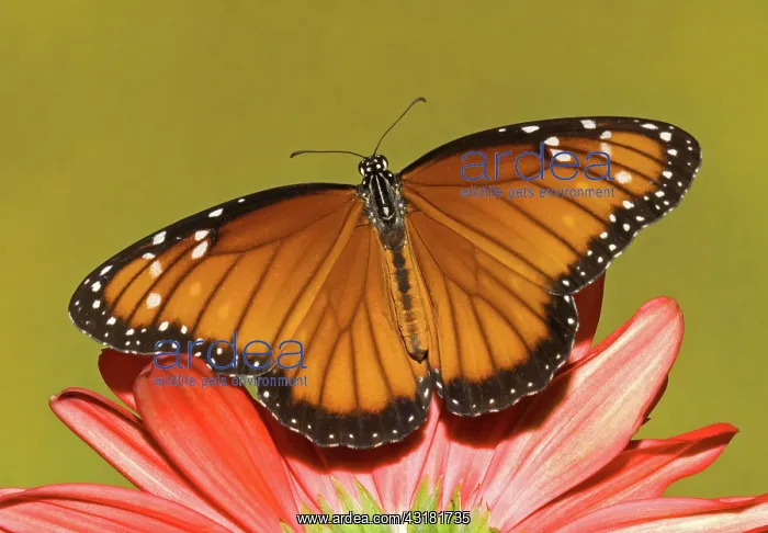 : Soldier Butterfly (Danaus eresimus) : Soldier Butterfly (Danaus eresimus)