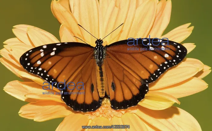 : Soldier Butterfly (Danaus eresimus) : Soldier Butterfly (Danaus eresimus)
