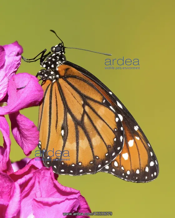 : Soldier Butterfly (Danaus eresimus) : Soldier Butterfly (Danaus eresimus)