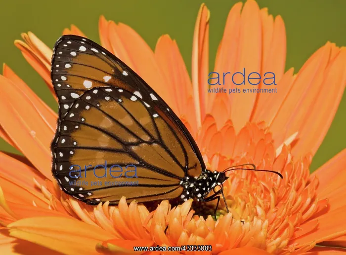 : Soldier Butterfly (Danaus eresimus) : Soldier Butterfly (Danaus eresimus)