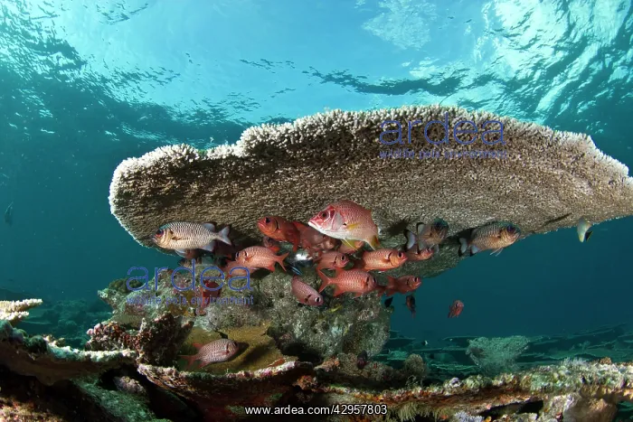 : Soldier Fishes - under a Table Coral : Soldier Fishes - under a Table Coral