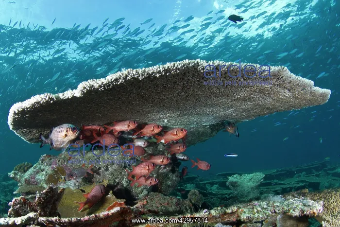 : Soldier Fishes - under a Table Coral : Soldier Fishes - under a Table Coral