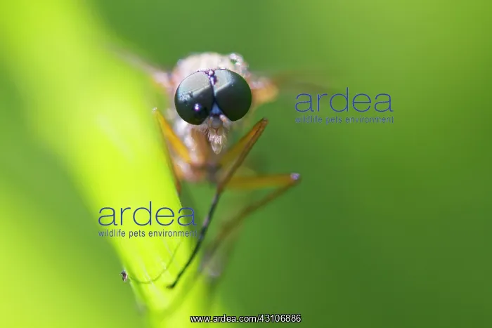 : Soldier fly : Soldier fly
