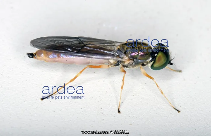 : Soldier fly : Soldier fly