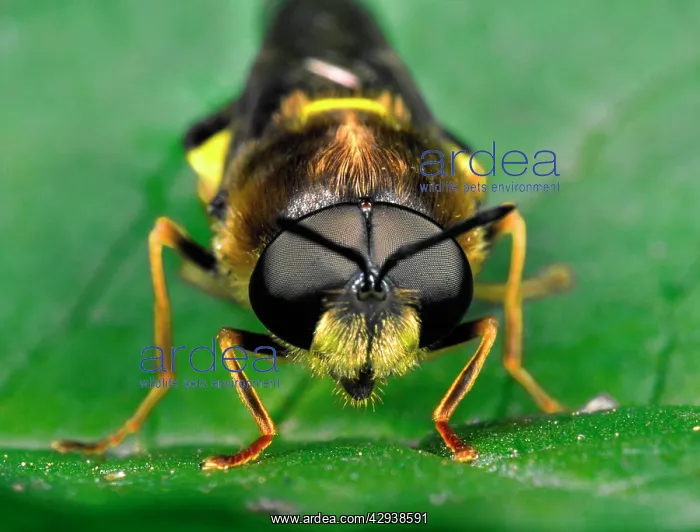 : Soldier FLY - close-up of compound eyes : Soldier FLY - close-up of compound eyes