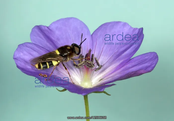 : Soldier Fly - Feeding on nectar in purple flower : Soldier Fly - Feeding on nectar in purple flower