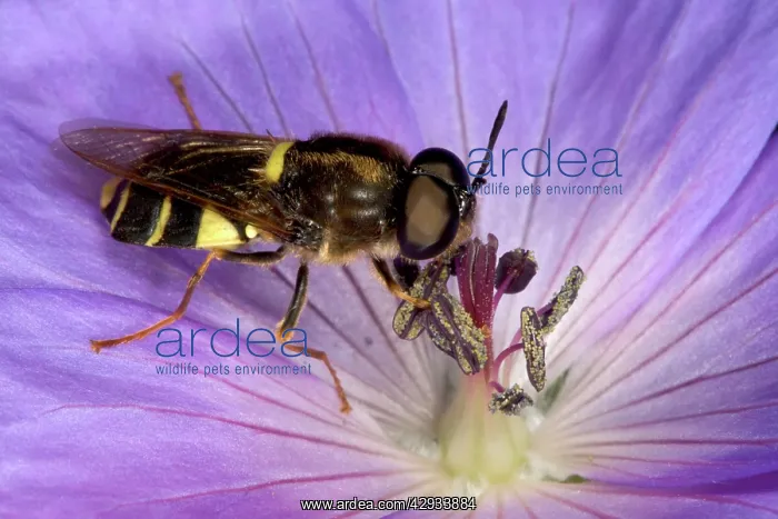 : Soldier Fly - Feeding on nectar in purple flower : Soldier Fly - Feeding on nectar in purple flower