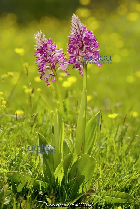 : Soldier Orchid or Military Orchid : Soldier Orchid or Military Orchid
