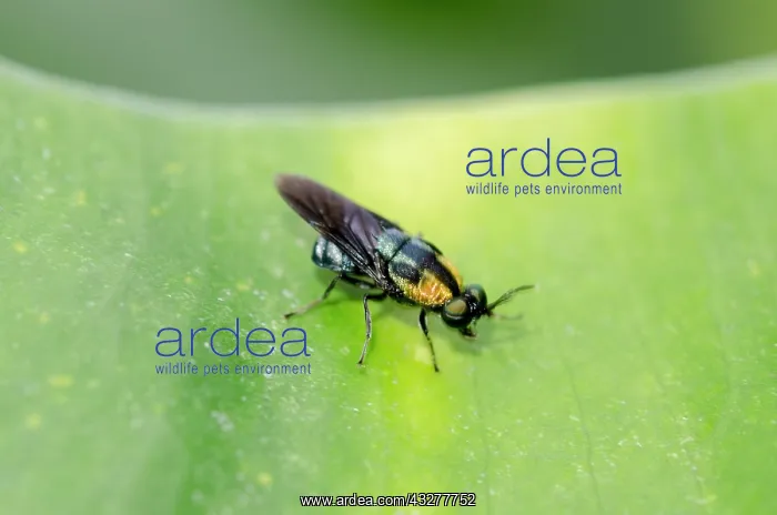 : Soldierfly on leaf - Pering, Gianyar, Bali, Indonesia : Soldierfly on leaf - Pering, Gianyar, Bali, Indonesia