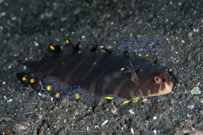 : Sole juvenile during night dive : Sole juvenile during night dive