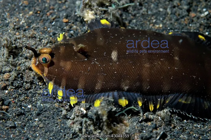 : Sole juvenile Sole : Sole juvenile Sole
